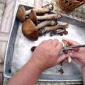 Подберезовик — описание гриба с фото и видео, как готовить