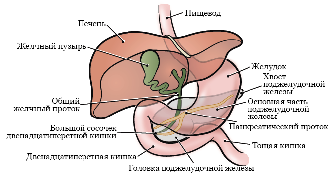 Откройте глаза на здоровье: значение визитов к офтальмологу для пациентов с хроническими заболеваниями