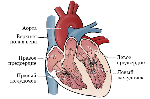 Постоянную усталость назвали признаком опасной болезни